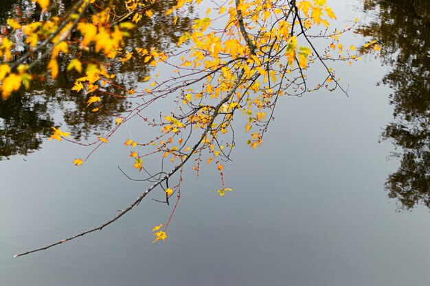 Selective focus shot of a tree branch with yellow leaves