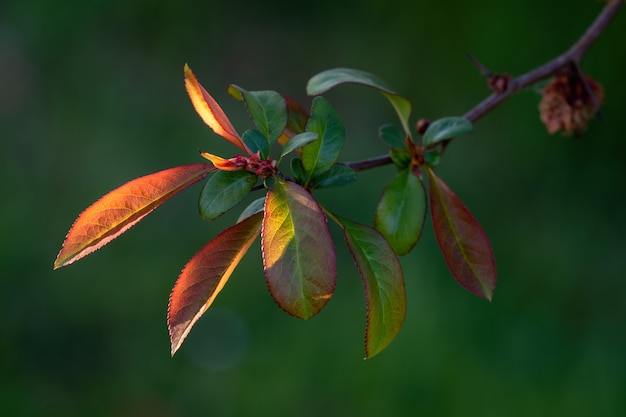 Selective focus shot of a tree branch