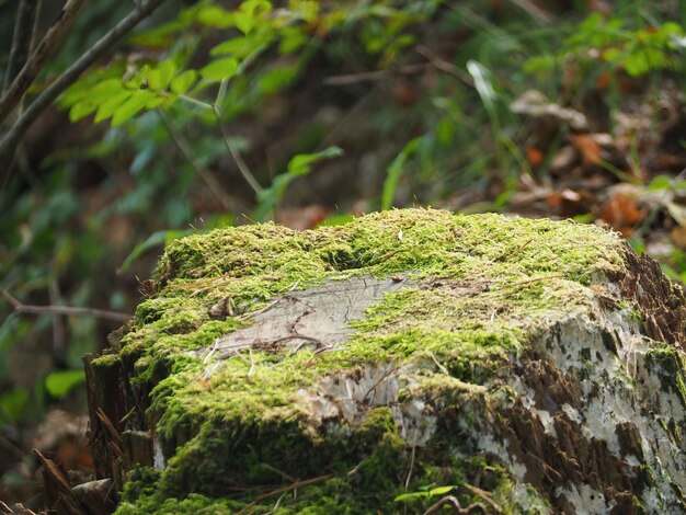 Selective focus shot of a tree log covered with moss