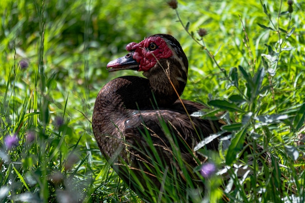 Selective focus shot of a turkey captured in the middle of a grass-covered field