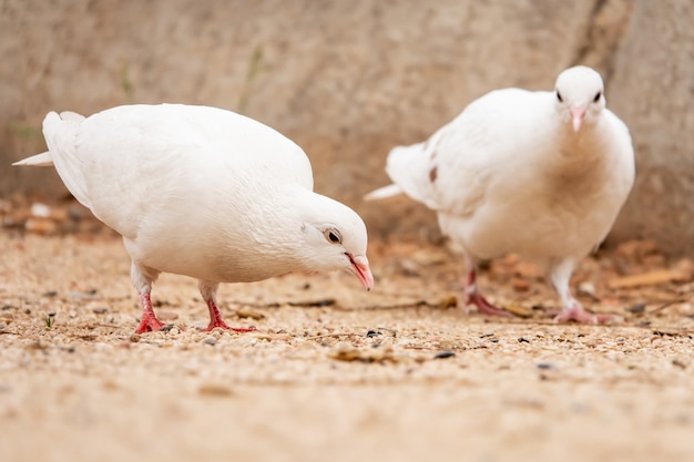 Selective focus shot of two adorable white pigeons standing on the ground in the park