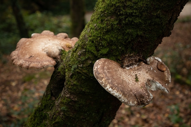 Selective focus shot of two Birch Polypore Common White Bracket mushrooms