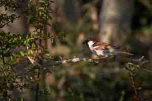 Free photo selective focus shot of two birds on the branch of a tree in the forest