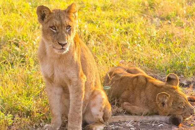 Selective focus shot of two female lions on a green grass