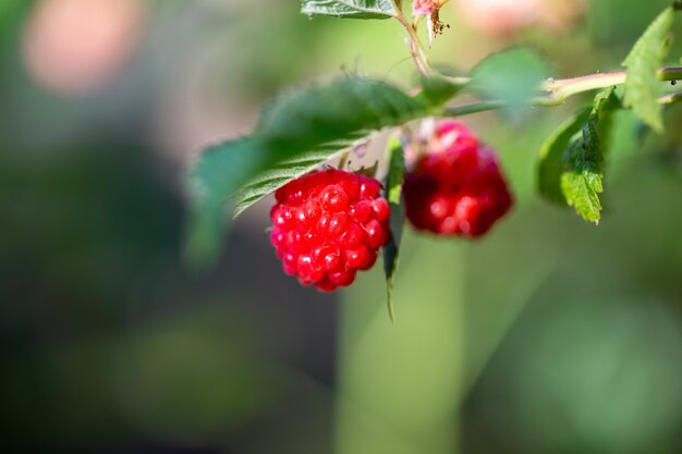 Selective focus shot of two raspberries on the bush