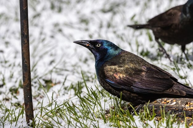 Selective focus shot two ravens on the grass-covered field on a snowy day