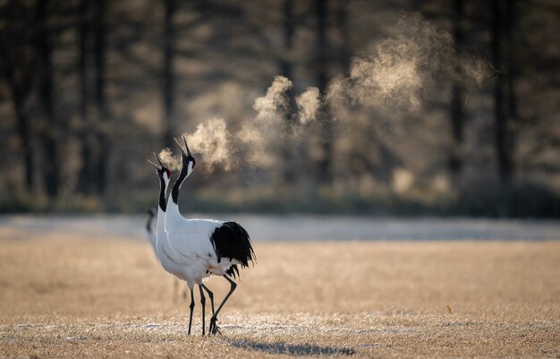 Selective focus shot of two red-crowned cranes breathing in a cold field in Kushiro, Hokkaido