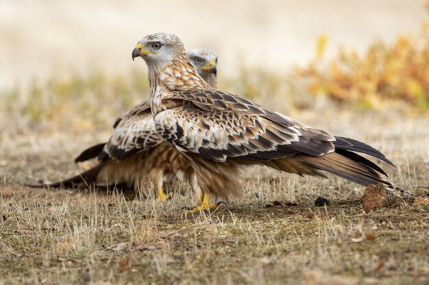 Selective focus shot of two red kites standing  on the ground