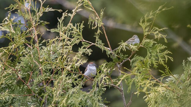 Selective focus shot of two sparrows perched on thuya branches