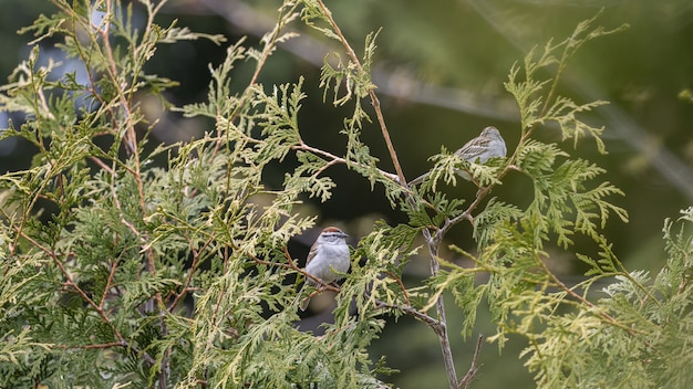 Selective focus shot of two sparrows perched on thuya branches