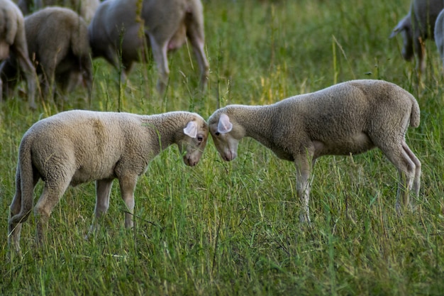 Free photo selective focus shot of two white sheep cuddling with heads together