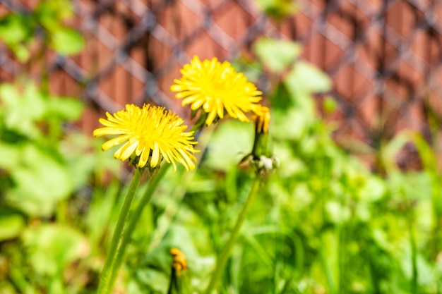 Selective focus shot of two yellow dandelions growing in front of the blurry fence