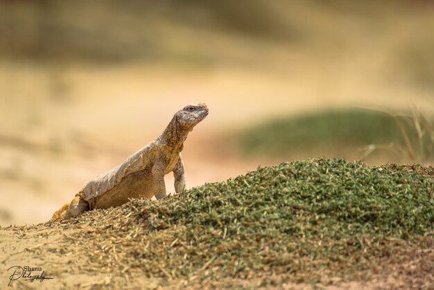 Selective focus shot of Uromastyx agamid lizard