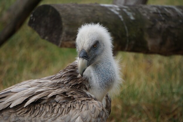 Selective focus shot of a vulture in the field