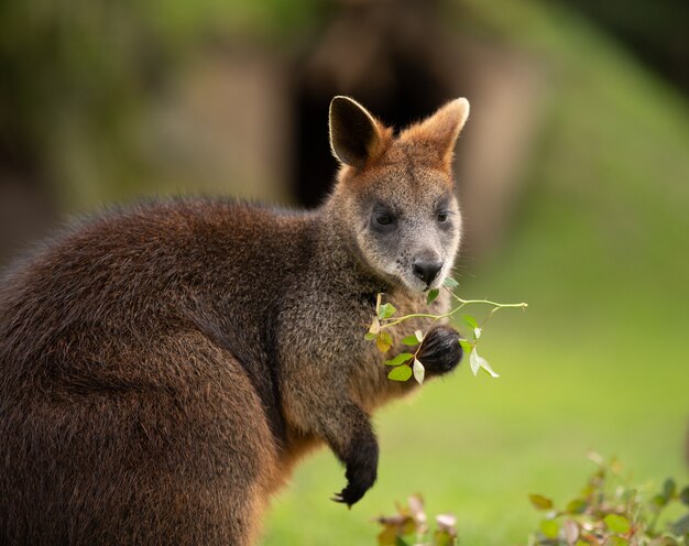 Selective focus shot of a wallaby