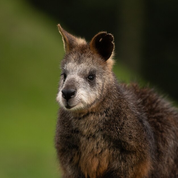 Selective focus shot of a wallaby