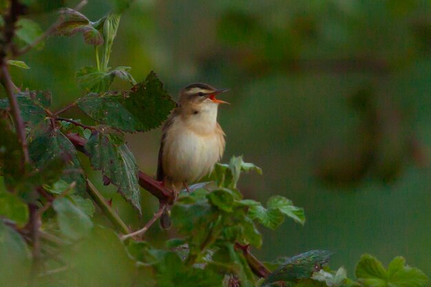 Selective focus shot of a warbler perched on a tree branch