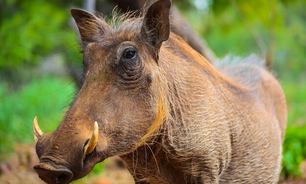 Selective focus shot of a warthog