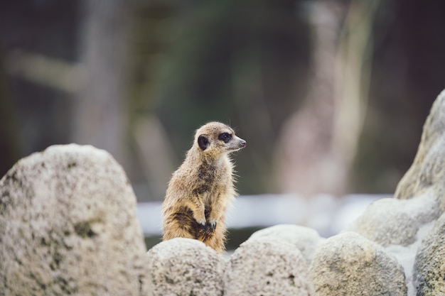 Selective focus shot of a watchful meerkat behind stones