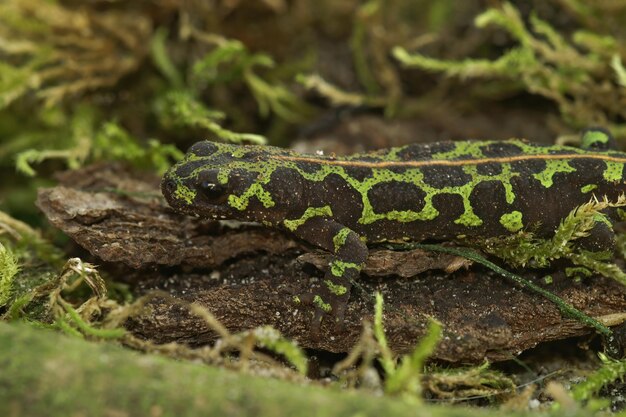 Selective focus shot of a well-camouflaged terrestrial juvenile marbled newt