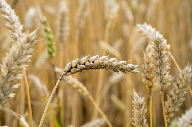 Selective focus shot of wheat branches in the field