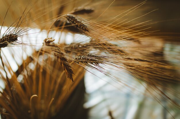 Selective focus shot of wheat captured in Madeira, Portugal