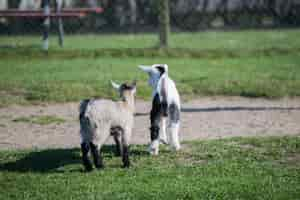 Free photo selective focus shot of whippet dogs walking in the middle of a park on a beautiful day