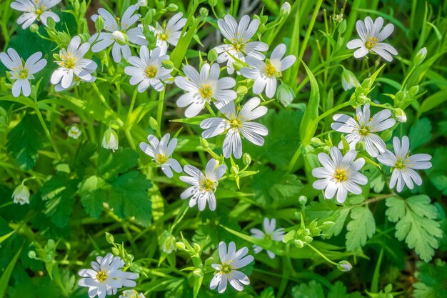 Selective focus shot of white African daisies growing in the field