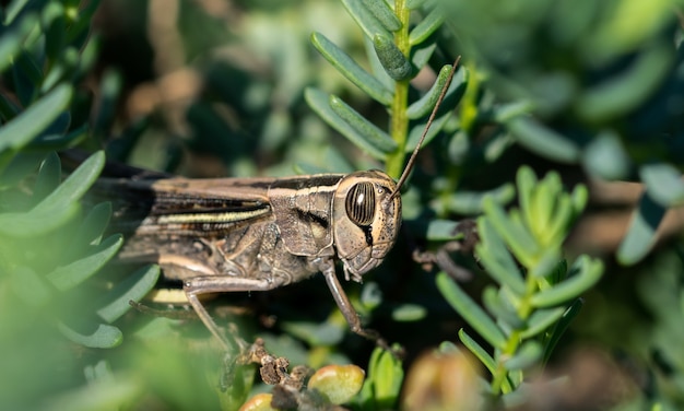 Colpo di messa a fuoco selettiva di una cavalletta dalle bande bianche tra la vegetazione nella campagna maltese