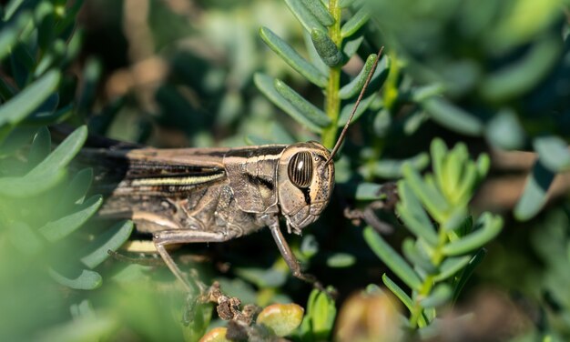 Selective focus shot of a white-banded grasshopper among vegetation in the Maltese countryside