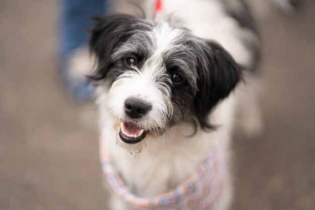 흰색과 검은 색 Havanese 강아지의 선택적 초점 샷