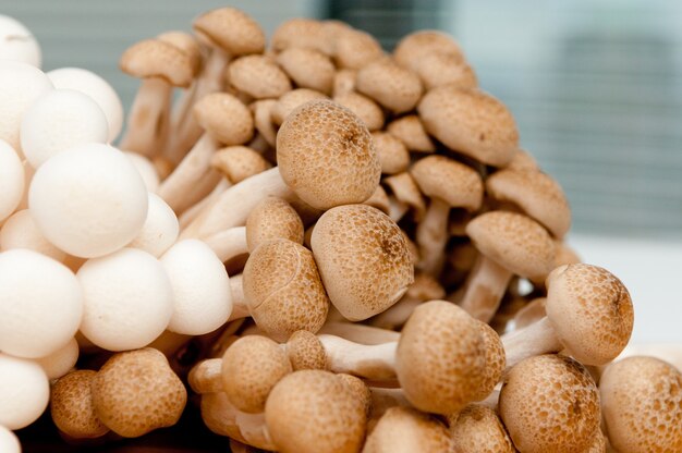 Selective focus shot of white and brown fresh shimiji mushrooms