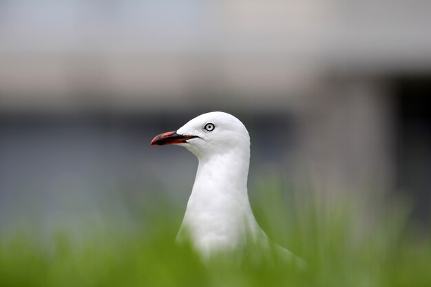 Selective focus shot of a white European herring gull surrounded by grass with a blurred background