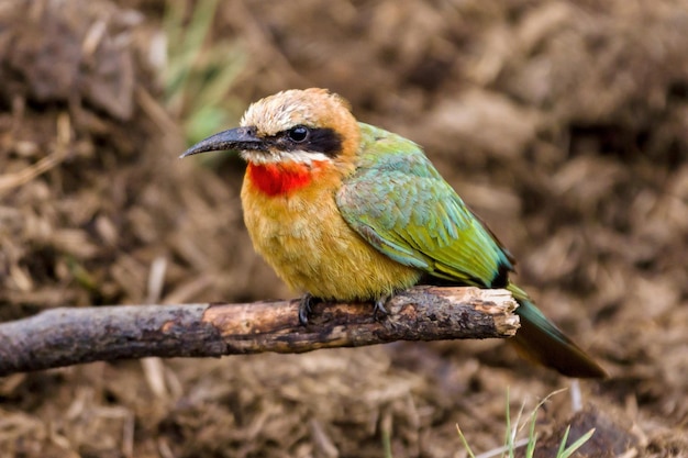Selective focus shot of white-fronted bee-eater perched on tree branch
