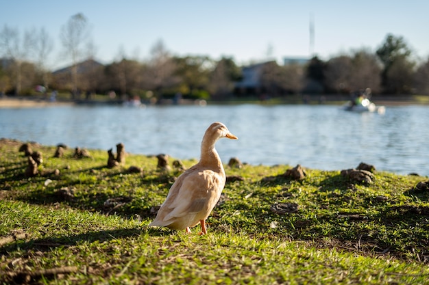 Selective focus shot of white goose on the shore of Mcgovern lake in Texas