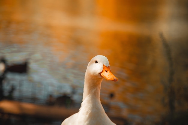 Selective focus shot of a white goose standing at the lakeshore with confused eyes