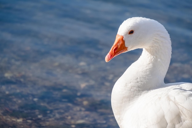 Selective focus shot of a white goose
