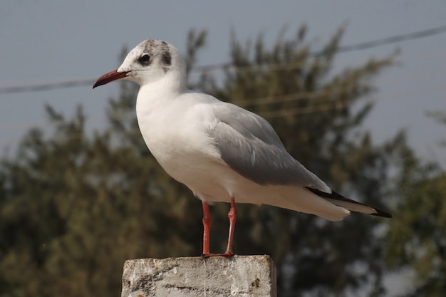 Selective focus shot of a white gull perched on a stone surface