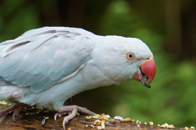 Selective focus shot of a white parrot in the nature