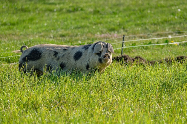 Selective focus shot of a white pig with black spots in the farm field