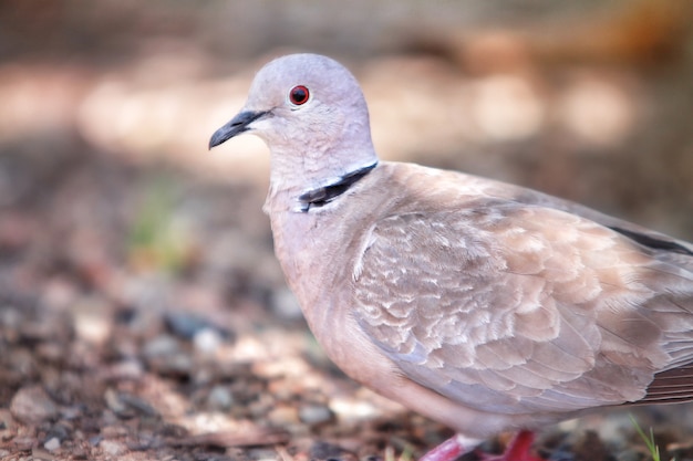 Selective focus shot of a white pigeon with red eyes standing on gravel-coned ground