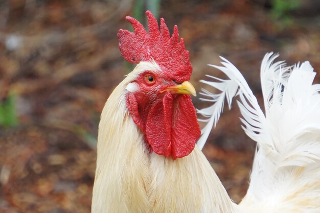 Selective focus shot of a white rooster