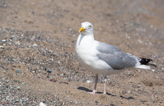 Селективный снимок белой чайки, идущей на песчаном пляже