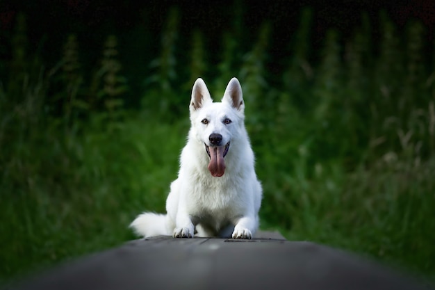 Selective focus shot of a white swiss shepherd dog sitting outdoors