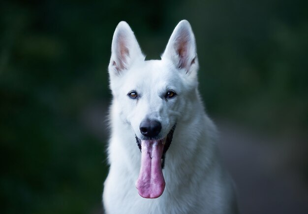 Selective focus shot of a white swiss shepherd dog sitting outdoors