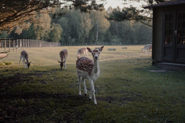 Selective focus shot of white-tailed deers in a farmland