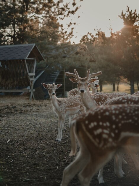 농지에서 흰 꼬리 deers의 선택적 초점 샷