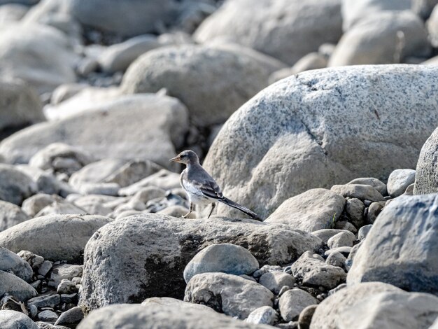 Selective focus shot of a white wagtail (Motacilla alba) perched on the stone