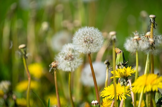 Free photo selective focus shot of white and yellow dandelions in the garden