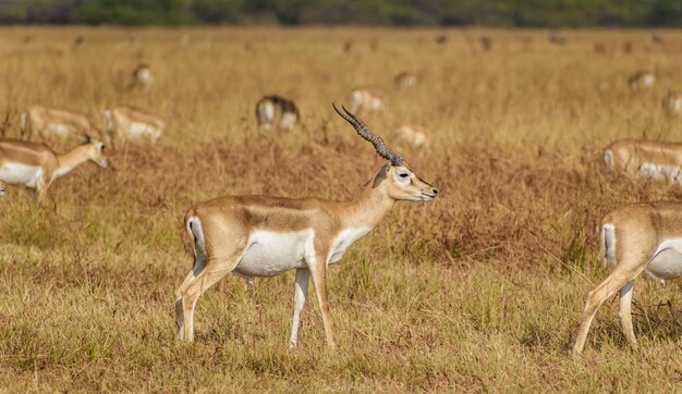 Selective focus shot of wild blackbucks grazing on the grasses at the Velavadar National Park